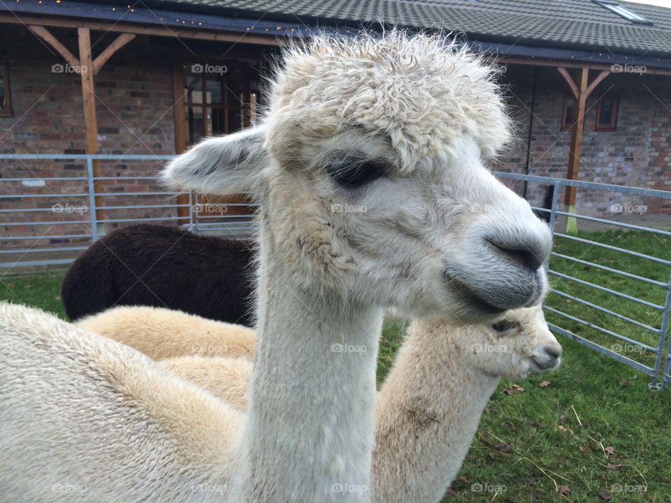 Close-up of alpaca