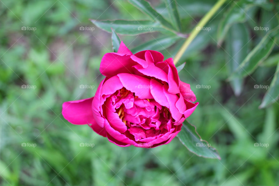 Peony, peonies, roses, pink, red, white, flowers, bouquet, summer, sun, nature. Landscape, still-life, village, flowerbed, plant, vegetation, grass, decor, fluffy, fluffy flowers, bulk flowers, plush flowers, petals, buds, leaves