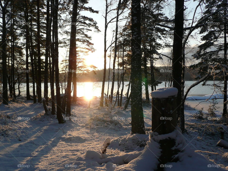 Little Lake in a forest  in Sweden 