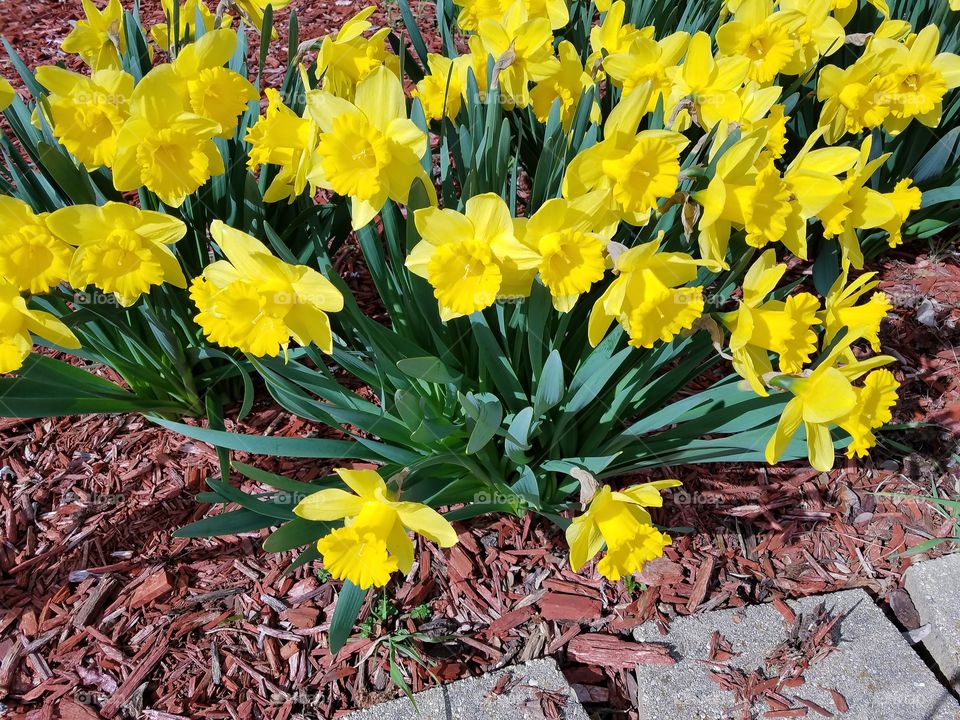 Daffodils