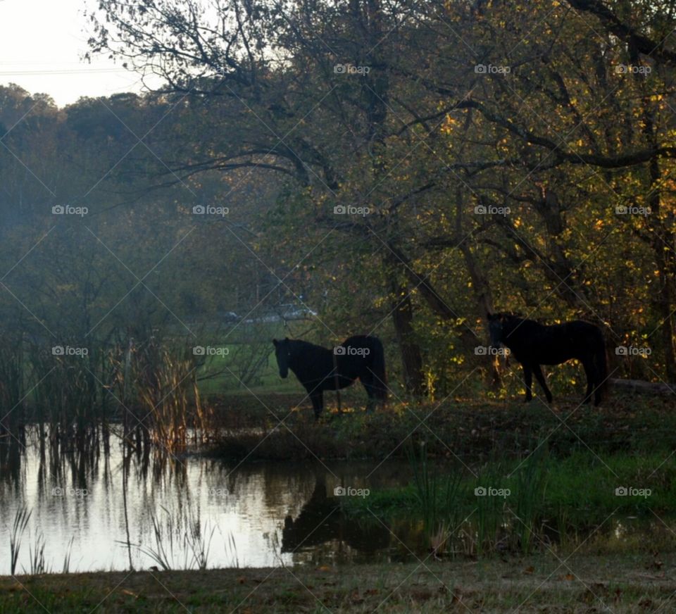 No Person, Mammal, Tree, Water, Fall