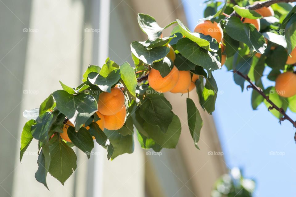 apricot tree with ripe fruits, close up of branch
