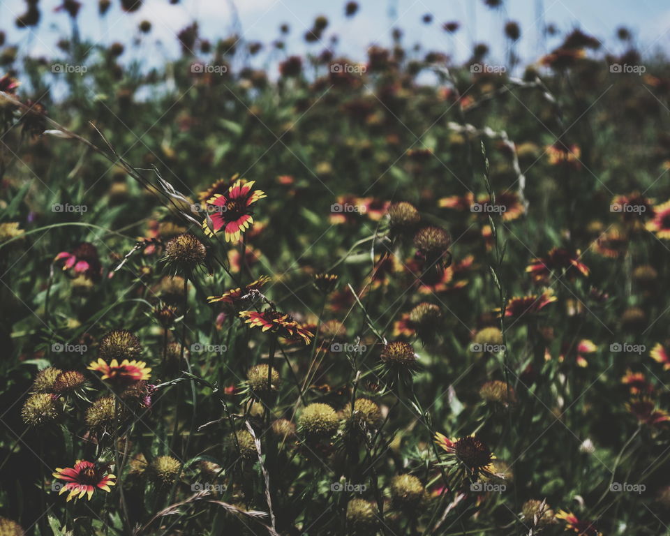 Wildflowers in the field 