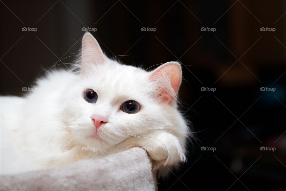 White norwegian forest cat