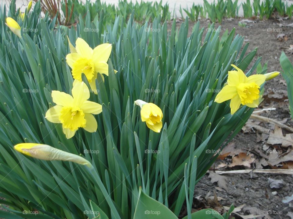 Beautiful daffodils gracing the garden