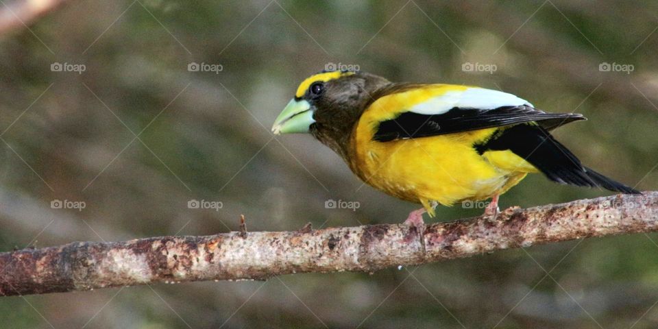 Evening grosbeak pearched on a branch.