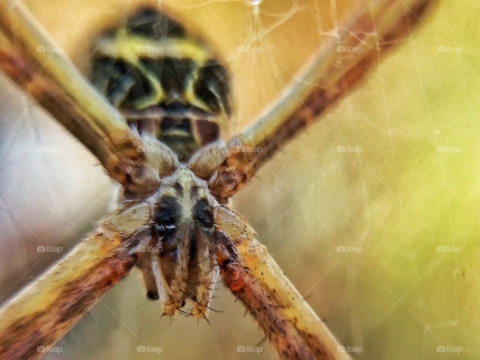Beautiful spider | Photo with iPhone 5S + Macro lens.