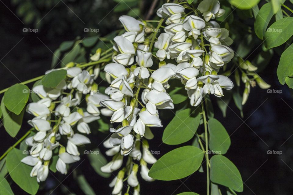 White locust (Robinia)