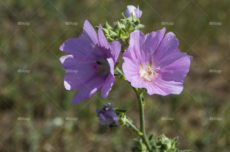 Wild mallow is the oldest medicinal plant, well studied in clinical trials.