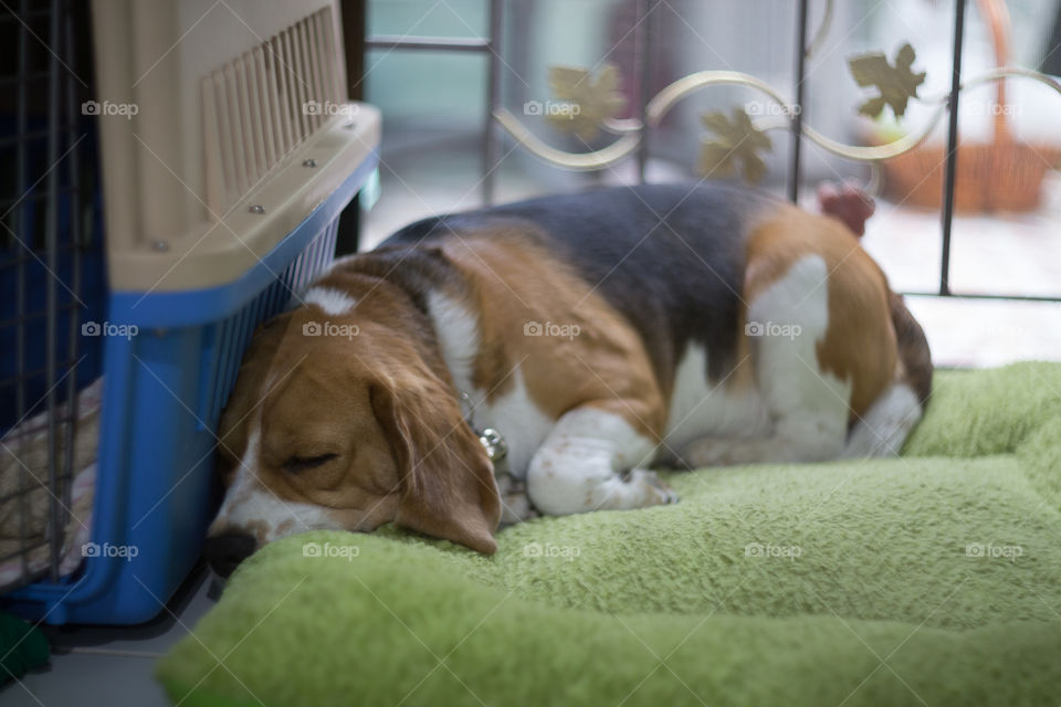 Beagle dog sleeping 