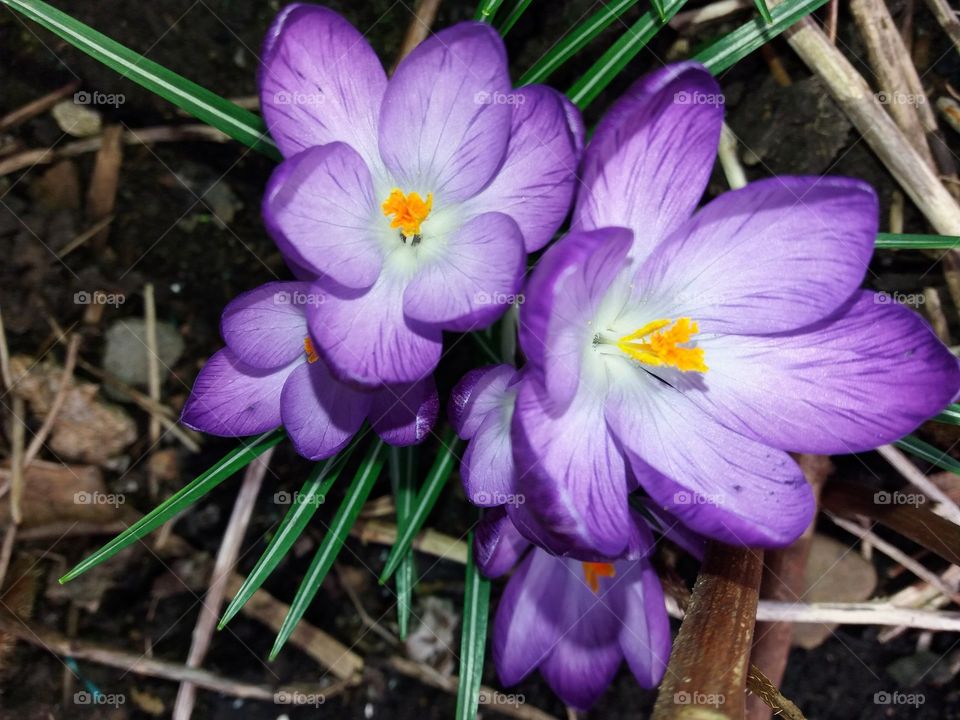 crocuses growing in my garden