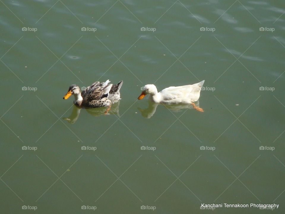 ducks couple