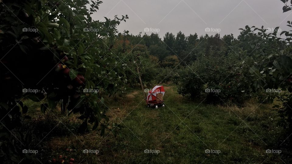 In the apple orchard.  