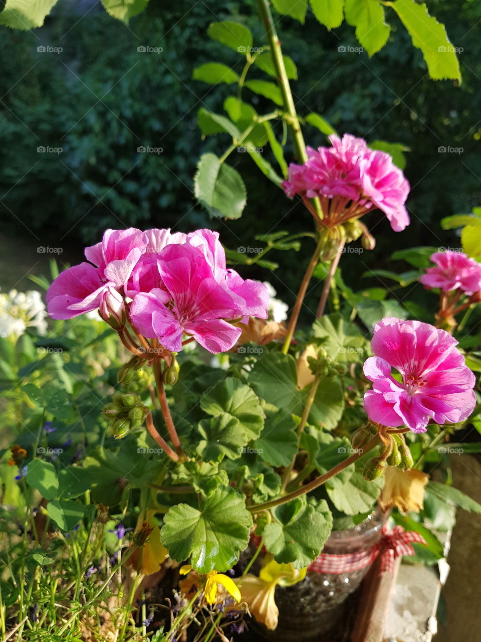 Some pink flowers in the Sun
