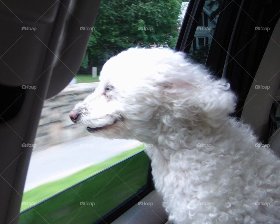 DOG RIDING IN BACKSEAT