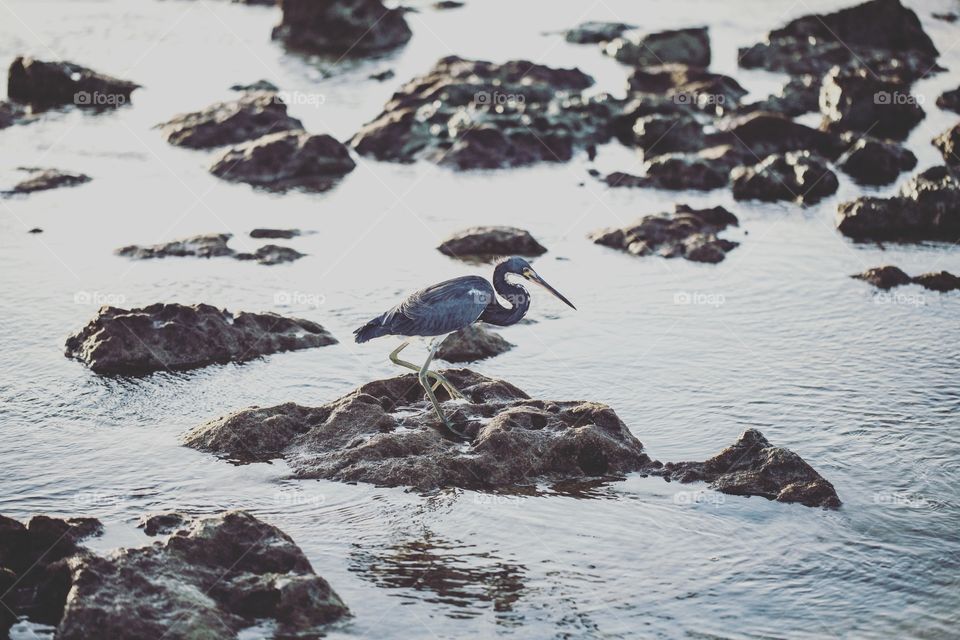 Stork like bird in the wild, walking by the ocean shore