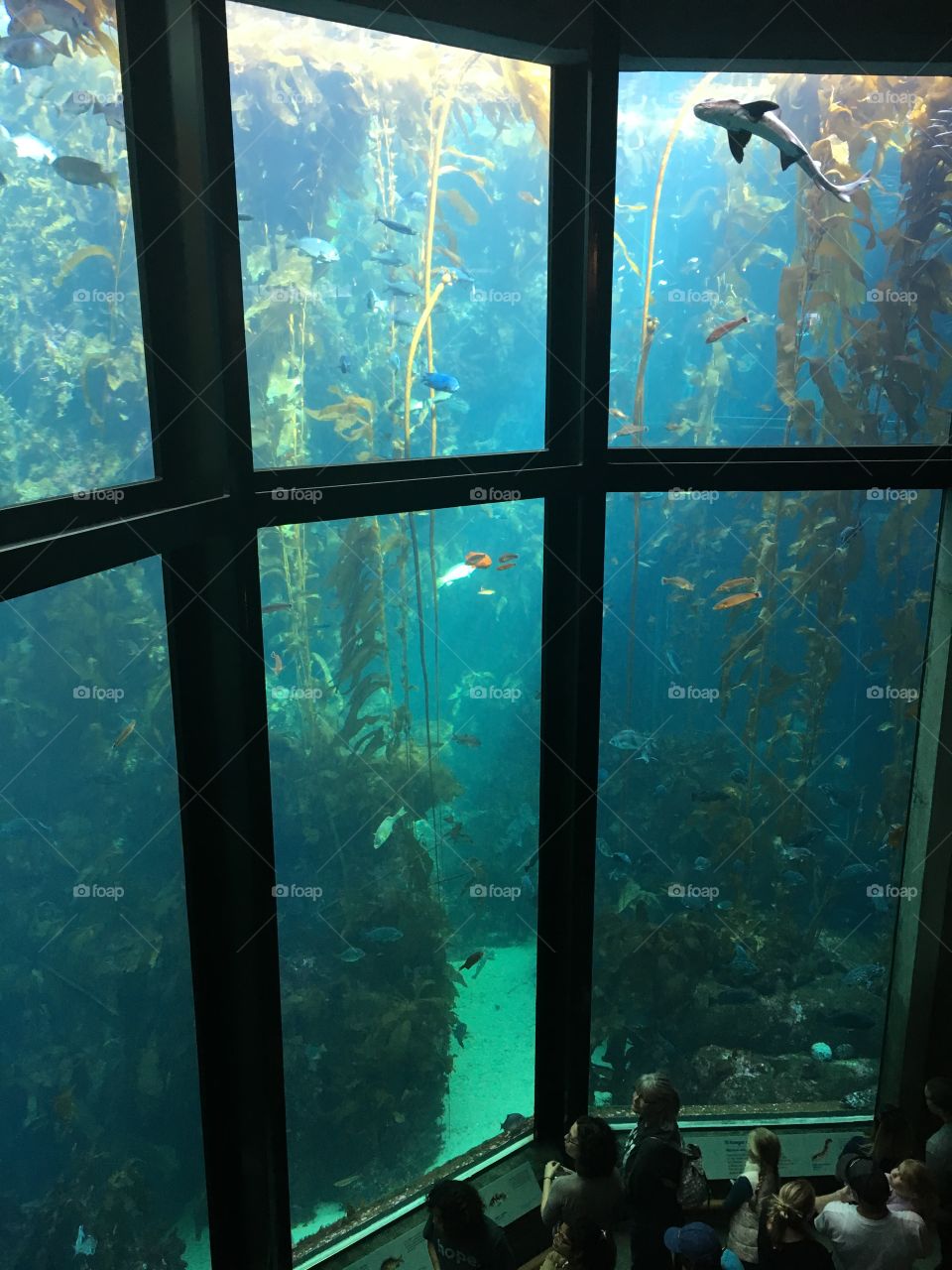 Two story aquarium tank containing kelp, a shark, and a school of fish at the Monterey Bay Aquarium