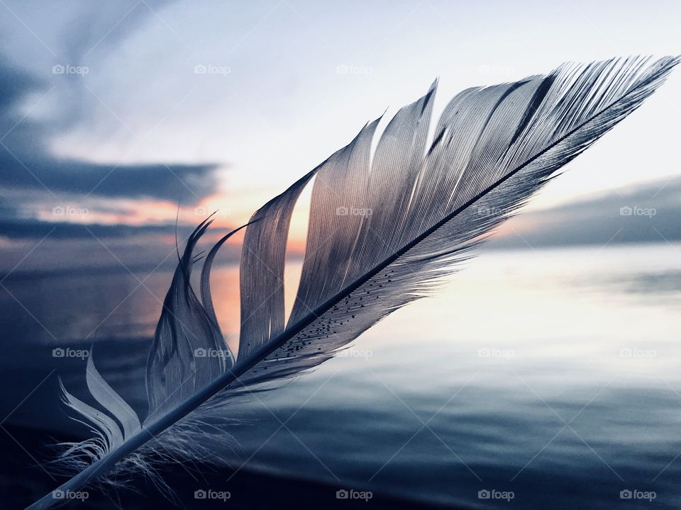 Feather at the beach