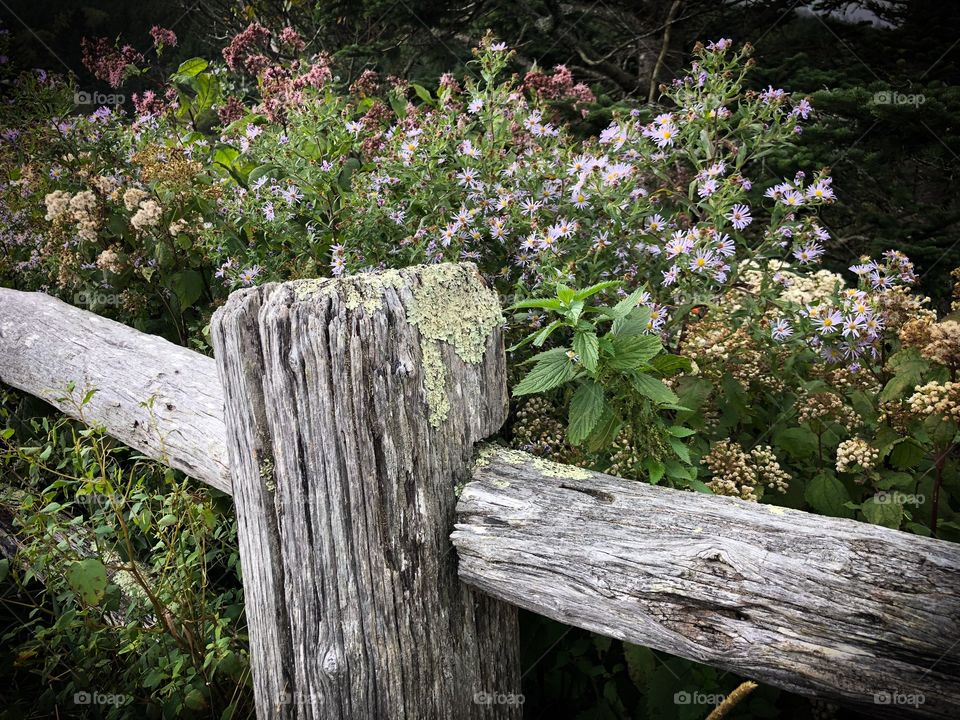 Aged fencepost of violet wildflowers welcome hikers crossing the Appalachian Trail at Roan from Tennessee to North Carolina