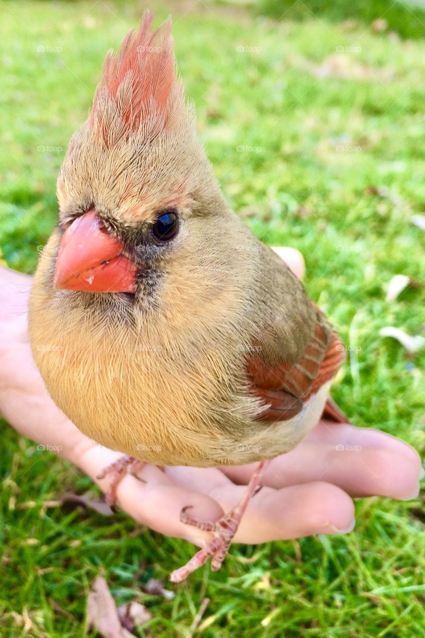 Female Northern Cardinal on a child’s hand