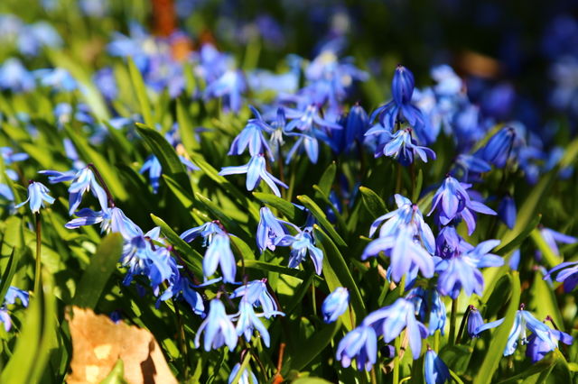 Blooming blue