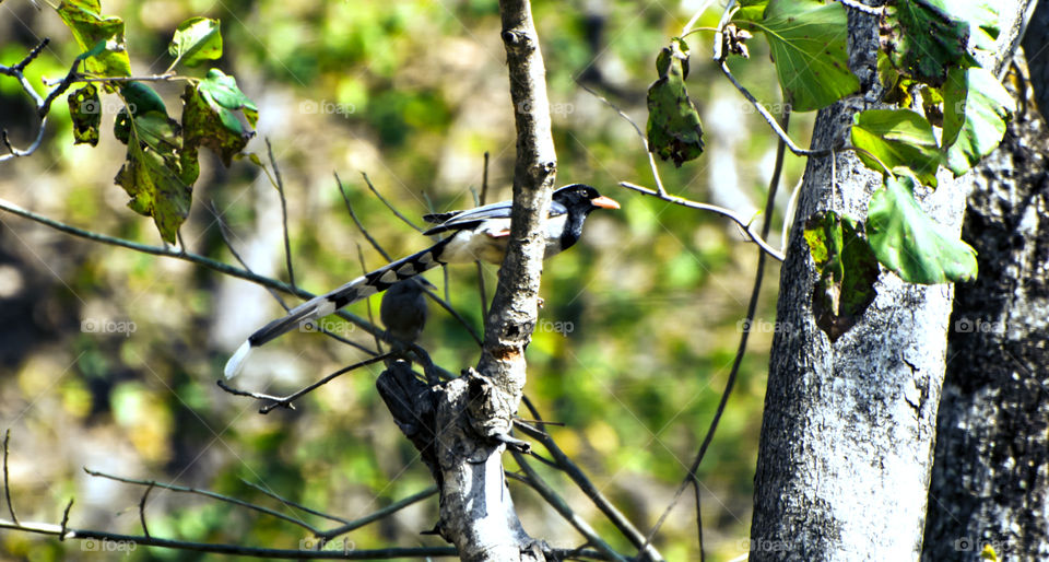 red billed blue magpie