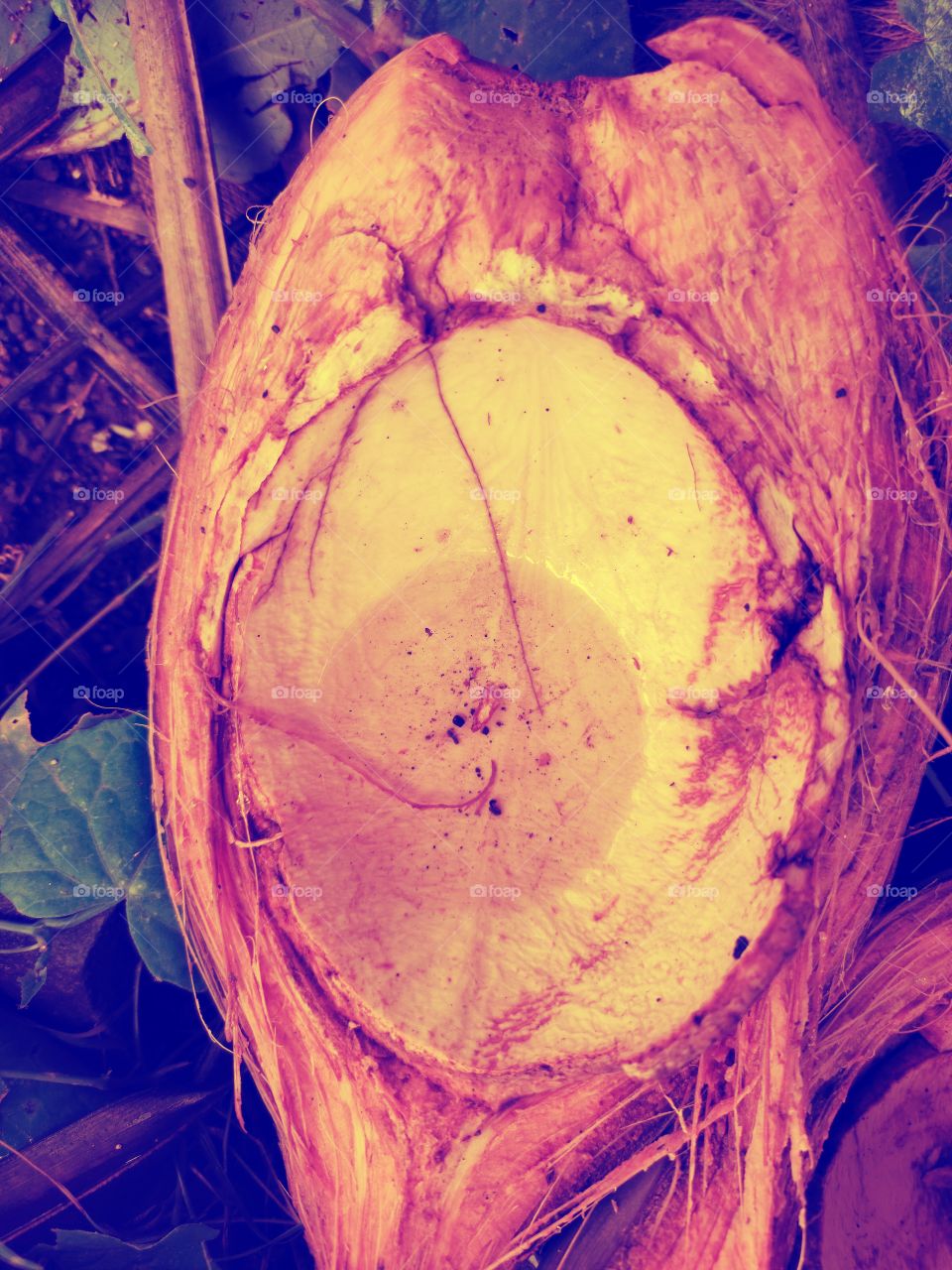 Coconut
Amazing Nature
🌴🌴🌴
,👁️📷👁️📷