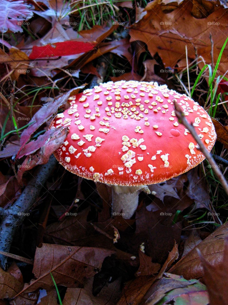 Red mushroom