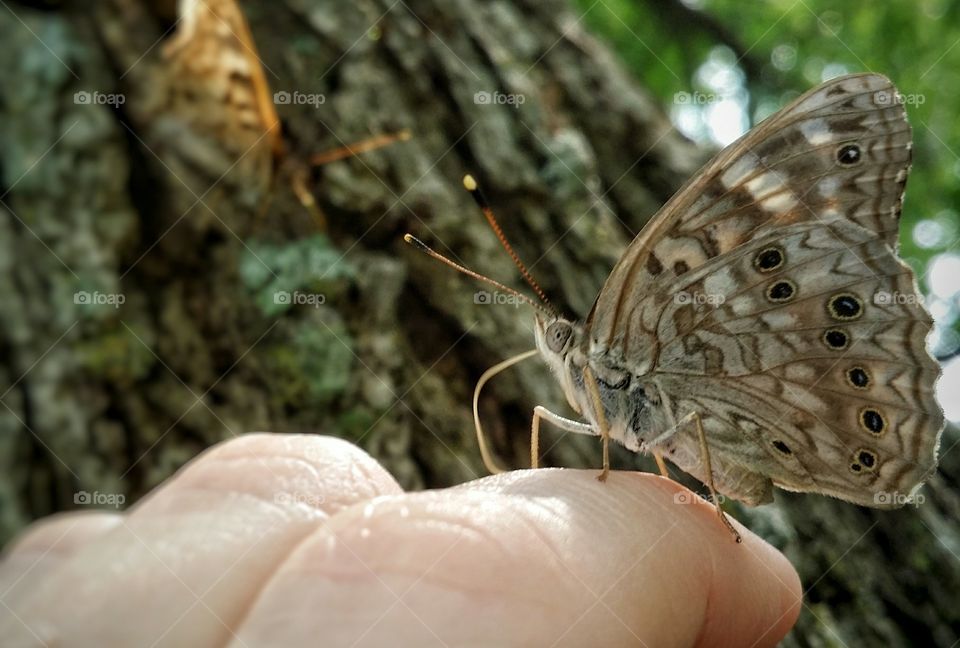Butterfly on a Hand