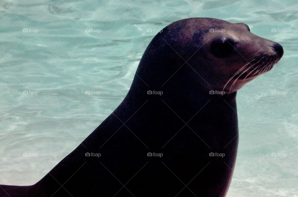 Seal 