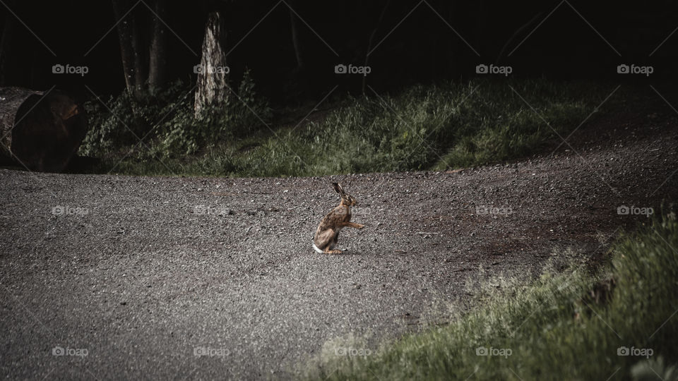 Rabbit on road