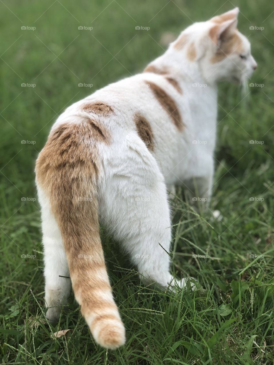 Cat walking away in tall grass