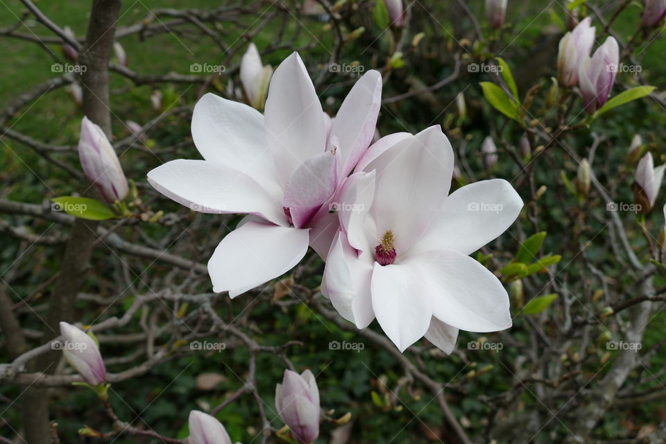 White flowers