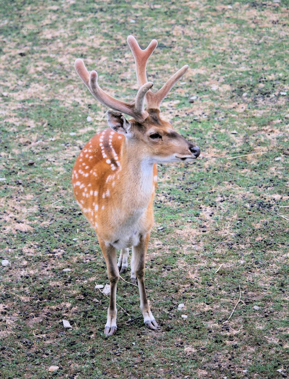 Beautiful skika deer