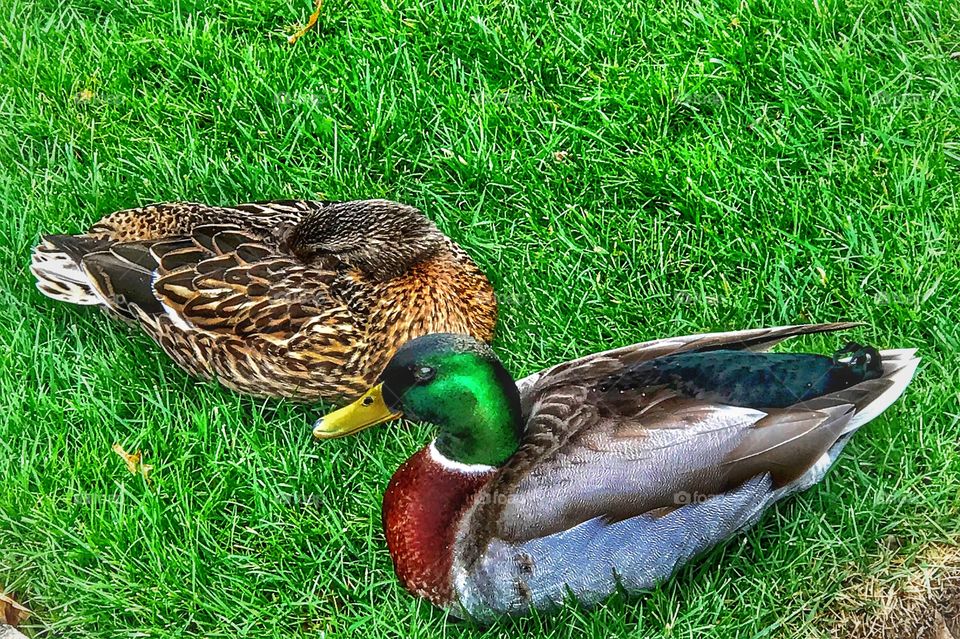 “You sleep and I keep watch... “ on a cloudy rainy cold afternoon. A duck couple.