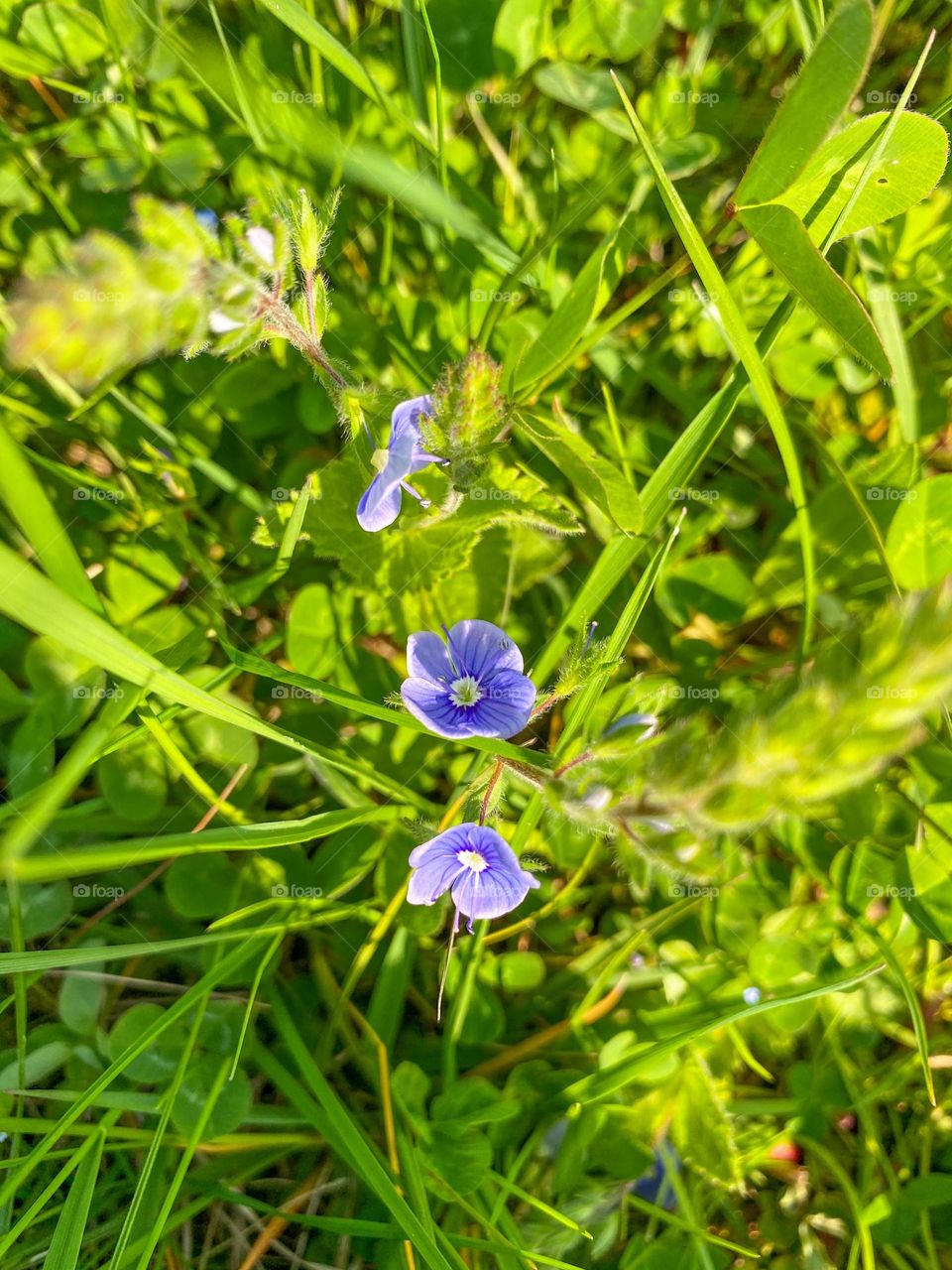 Little flowers 💜