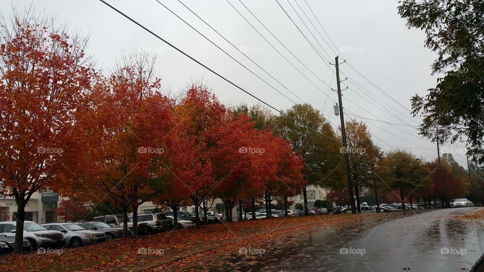 fall. fall in Georgia