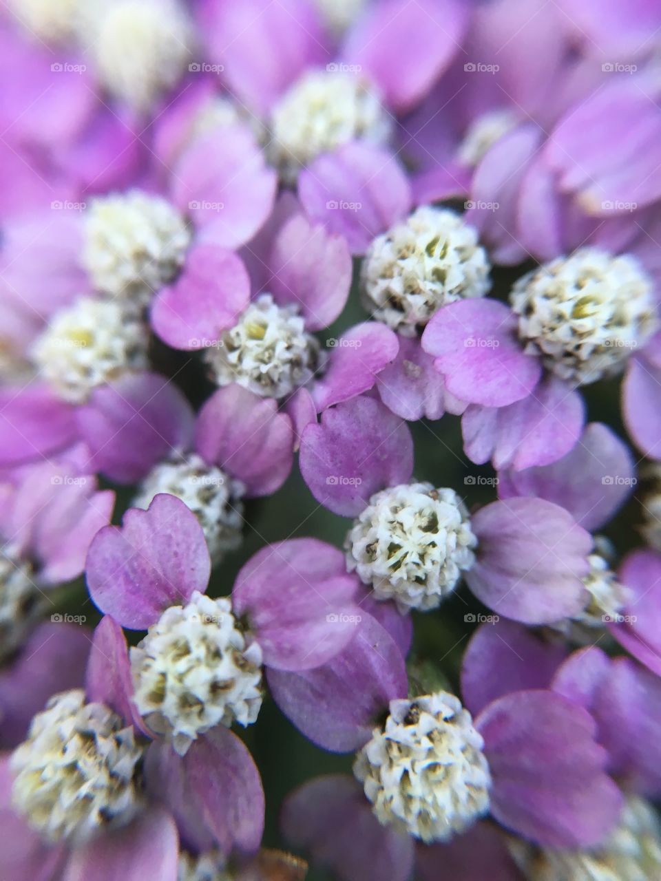 Cluster closeup