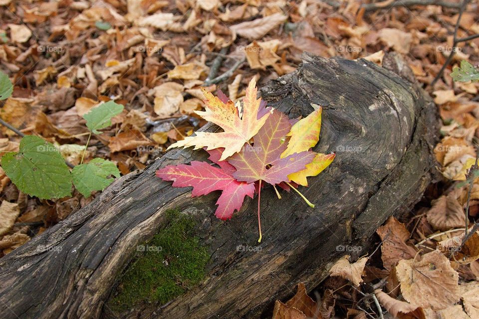 foliage