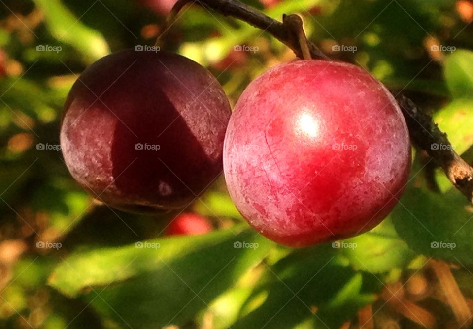 Plums