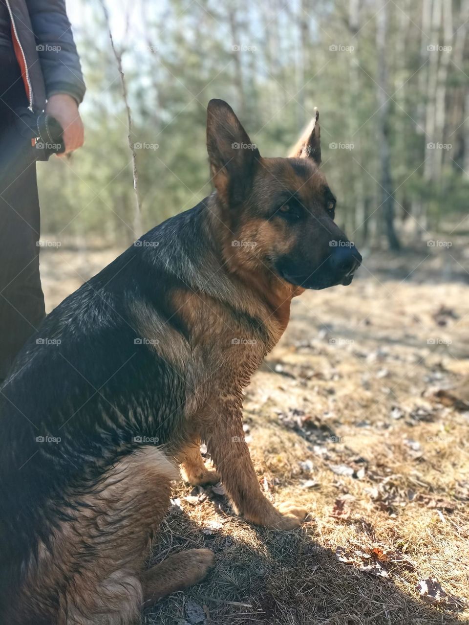 German shepherd pet with person outdoor