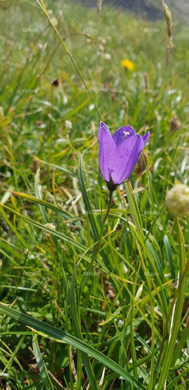 Picture of a violet flower in the French alps