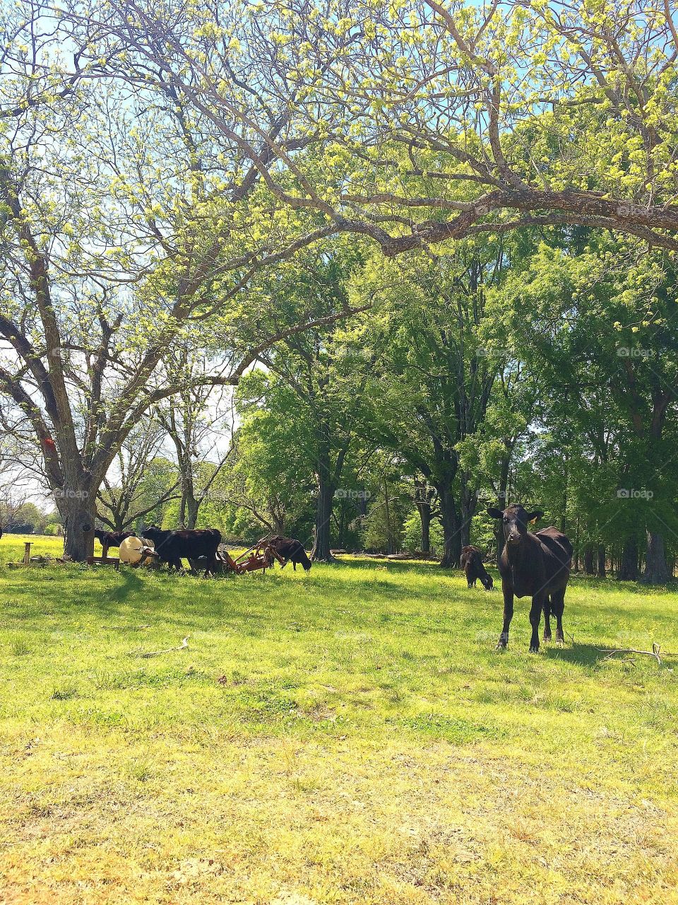 Cattle enjoying the shade trees 