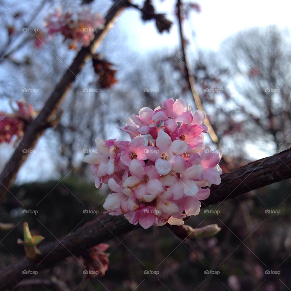 Spring in Gothenburg