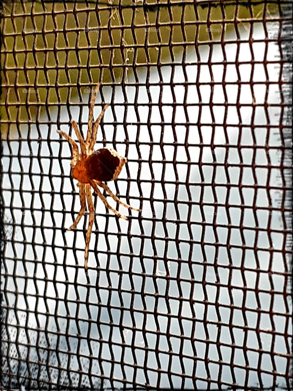 Daytime screenshot spider