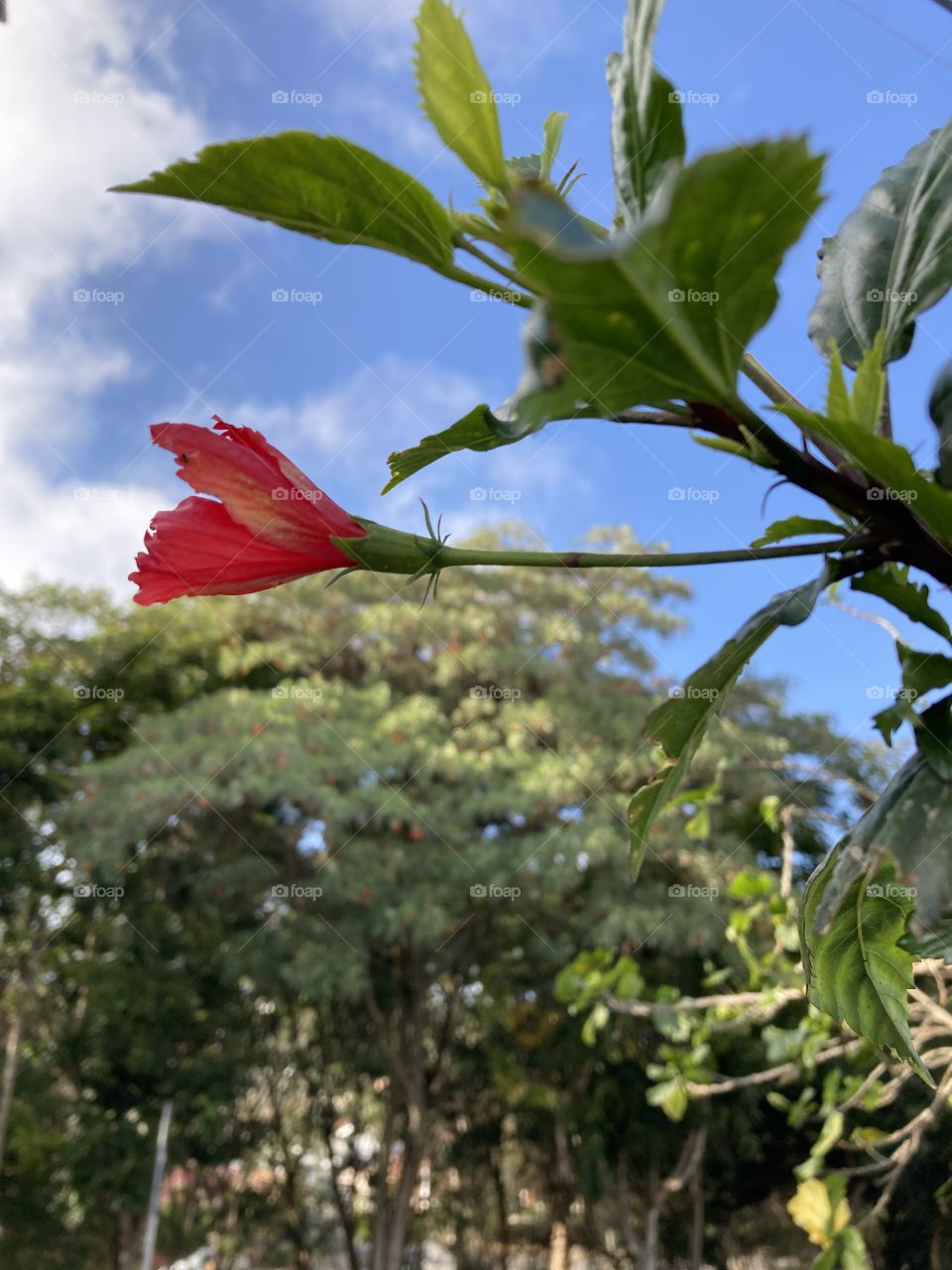 🇺🇸 A red hibiscus amidst the blue sky.  How not to be inspired by the beauty of nature? / 🇧🇷 Um hibisco vermelho em meio ao céu azul. Como não se inspirar com a beleza da natureza?