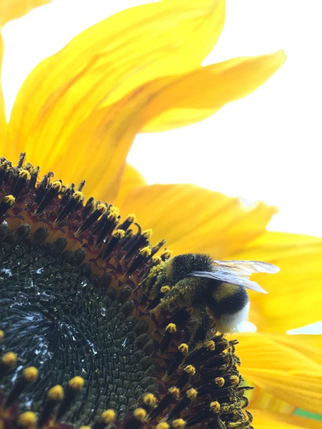 Bee and sunflower