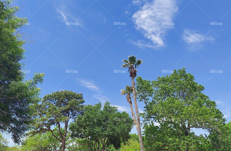 TreeLine, Skyline in SpringTime !