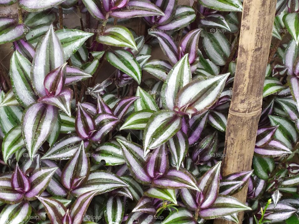 patrabahar beautiful little little flower leaf