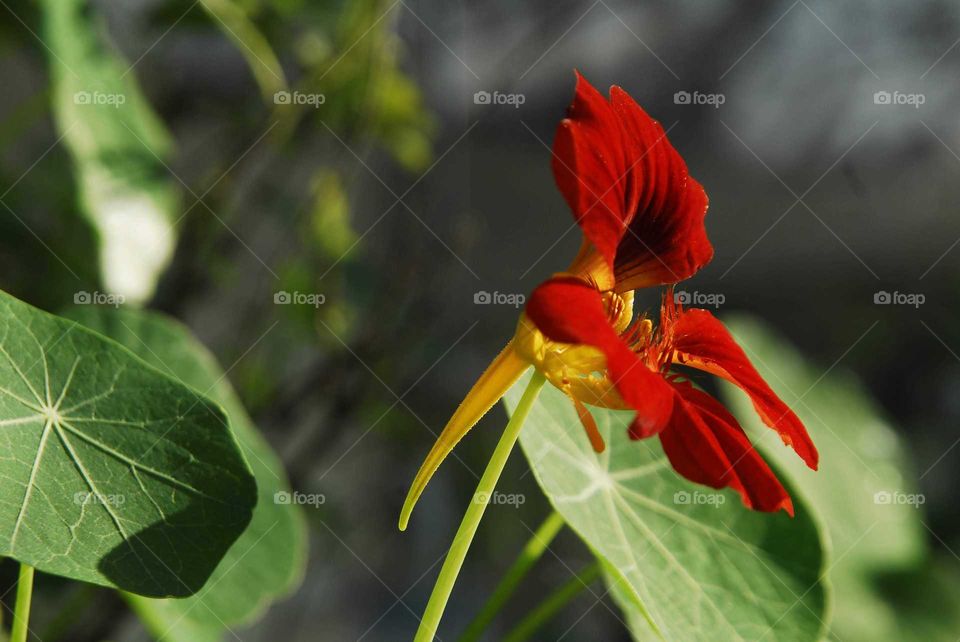 a red flower called capuchinha in the garden